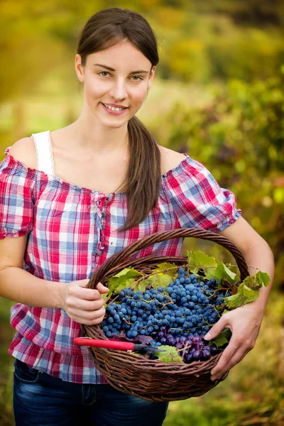 Viticoltore con cesto d'uva — Foto Stock