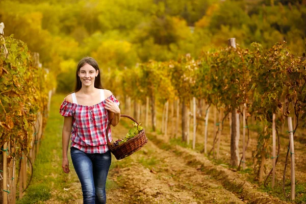 Woman walking  in vine rows — Stock Photo, Image