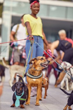 Genç bayan köpek gezdirici, köpek gezdirici yaşam tarzı.