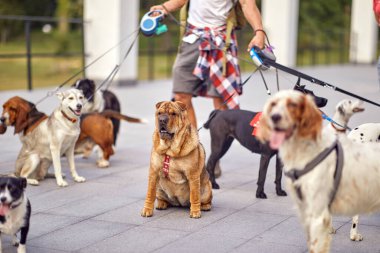 Bir köpek gezdiricisinin yönettiği güzel bir günde bir grup köpeği yürüyüşe çıkaracağız. Evcil hayvanlar, yürüteç, servis