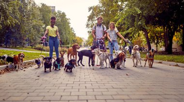 Bir grup genç köpek gezdiricisinin liderlik ettiği parkta güzel bir günde tasmalı bir grup köpek. Evcil hayvanlar, aylaklar, servis