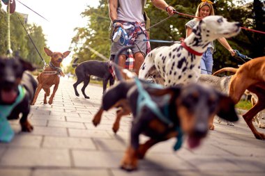 Köpek gezdiriciler sokakta birlikte yürüyorlar.