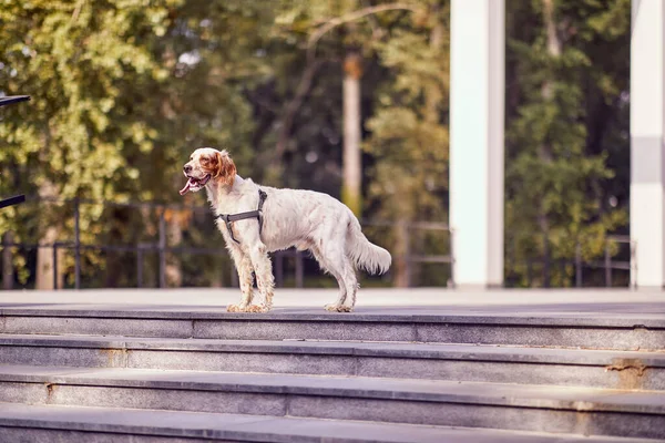 在公园里一个美丽的日子里 一只可爱的狗站在楼梯上凝视着 — 图库照片