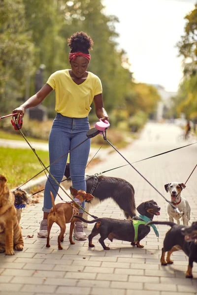 Επαγγελματίας Περιπατητής Σκύλων Στο Δρόμο Πολλά Σκυλιά — Φωτογραφία Αρχείου