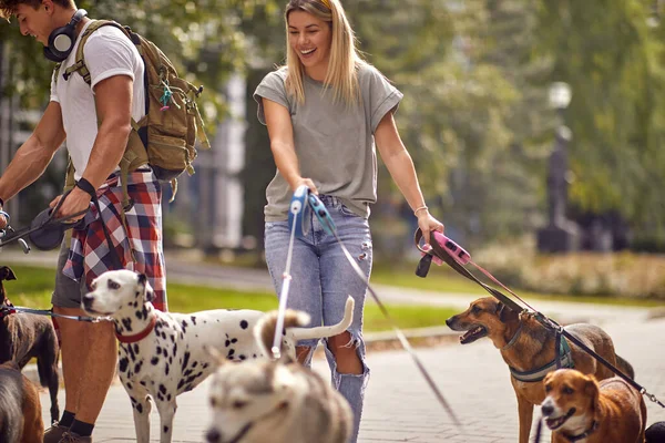 Par Hund Vandrare Promenader Med Grupp Hundar Parken — Stockfoto