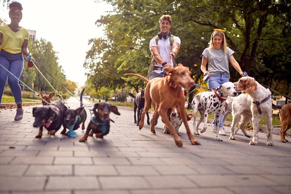 Paseador Perros Feliz Pareja Paseando Con Grupo Perros Ciudad — Foto de Stock