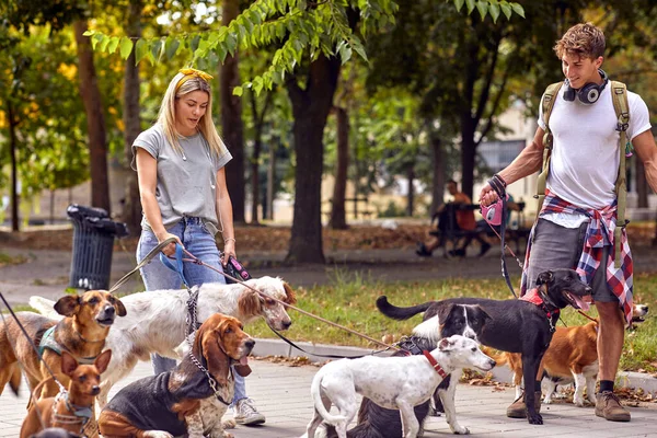 Νέοι Περιπατητές Σκυλιών Απολαμβάνουν Δουλειά Ενώ Περπατούν Μια Όμορφη Μέρα — Φωτογραφία Αρχείου