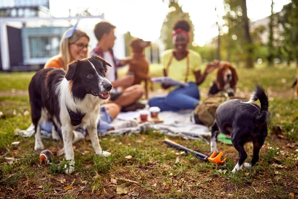 Grup Elevi Distrează Într Frumoasă Parc Câinii Lor Prietenie Odihnă — Fotografie, imagine de stoc