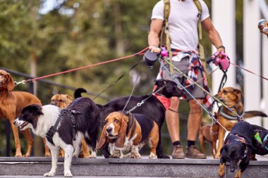 Genç erkek köpek gezdirici, köpek gezdirici yaşam tarzı.