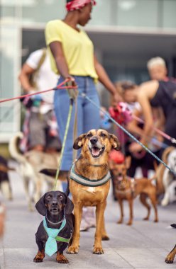 Bir grup genç köpek gezdiricisi güzel bir günde kontrolleri altında bir grup köpekle yürüyorlar. Evcil hayvanlar, aylaklar, servis