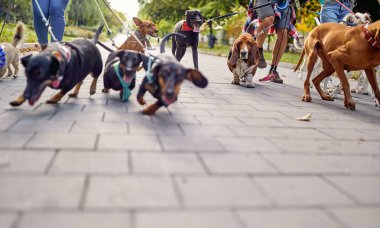 Köpek gezdiricilerinin önderliğinde parkta güzel bir günde tasmalı bir grup köpeğe yakından bakın. Evcil hayvanlar, aylaklar, servis