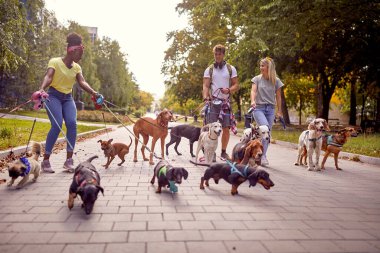 Bir grup genç köpek gezdiricisi, güzel bir günde tasmalı köpeklerle parkta yürürken eğleniyor. Evcil hayvanlar, aylaklar, servis
