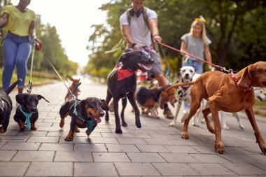 Parkta köpek gezdiricilerle dolu güzel bir günde tasmalı bir grup neşeli köpek. Evcil hayvanlar, aylaklar, servis