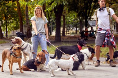 Genç köpek gezdiriciler parkta birlikte köpek gezdiriyorlar.