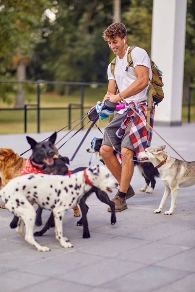 A young male dog walker is having fun on a beautiful day while trying to hold a bunch of dogs under his control. Pets, walker, service