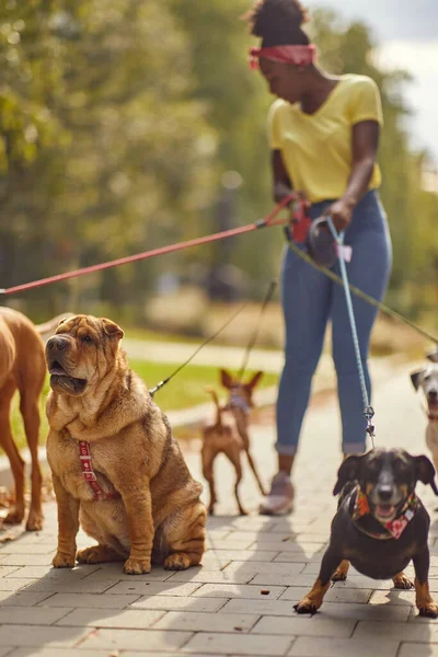 Group Dogs Walk Beautiful Day Park Led Young Female Dog — Stock Photo, Image