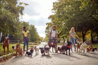 Parkta güzel bir günde iş yerinde bir grup köpek gezdiricisi. Evcil hayvanlar, aylaklar, servis