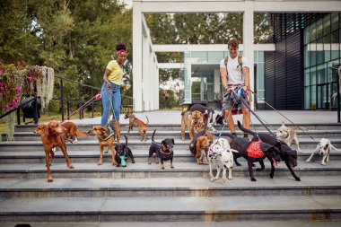 Yürüyüşe çıkan bir grup neşeli köpek güzel bir günde genç köpek gezdiricilerinin önderliğinde. Evcil hayvanlar, aylaklar, servis