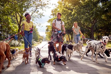 Parkta güzel bir günde köpekleri gezdirirken bir grup neşeli köpek gezdiricisi eğleniyor. Evcil hayvanlar, aylaklar, servis
