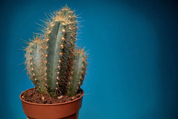 Cactus Verde Maceta Con Espinas — Foto de Stock