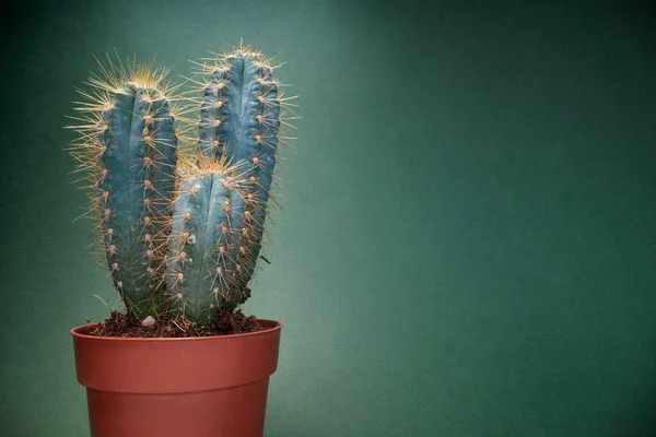 Cactus Pot Spines Cactus Groene Achtergrond — Stockfoto