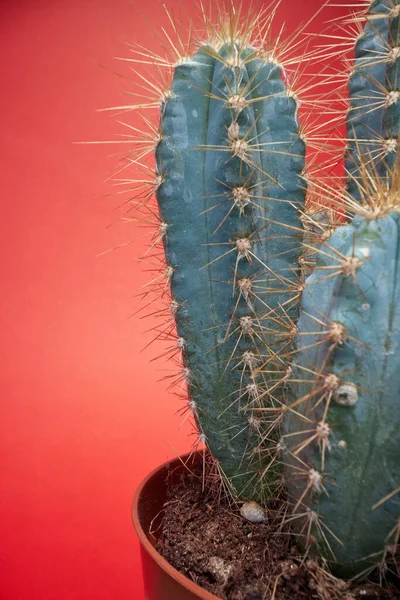 Espinhos Cacto Plant Cactus Com Espinhos Vaso Contexto — Fotografia de Stock