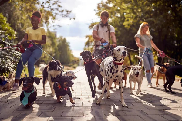 在公园里一个由遛狗的人带领的美丽的日子里 一群狗儿正走在一起 — 图库照片