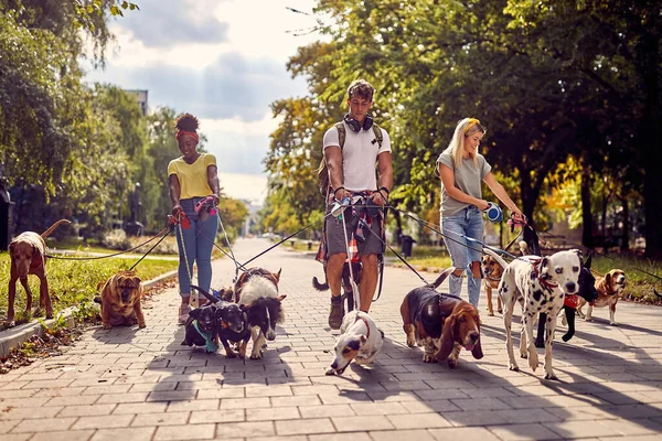 Grupp Unga Hundpromenerare Som Arbetar Tillsammans Utanför Med Hundar — Stockfoto