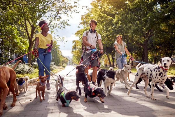 Group Young Cheerful Dog Walkers Park Having Fun While Walking — Stock Photo, Image