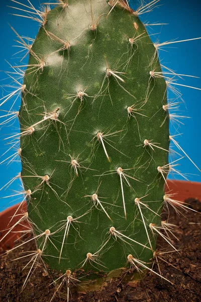 Cacto Verde Cactus Planta Perto Contexto — Fotografia de Stock