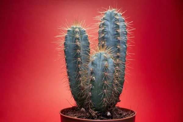 Cactus Con Las Espinas Potted Background Del Cactus Con Las — Foto de Stock