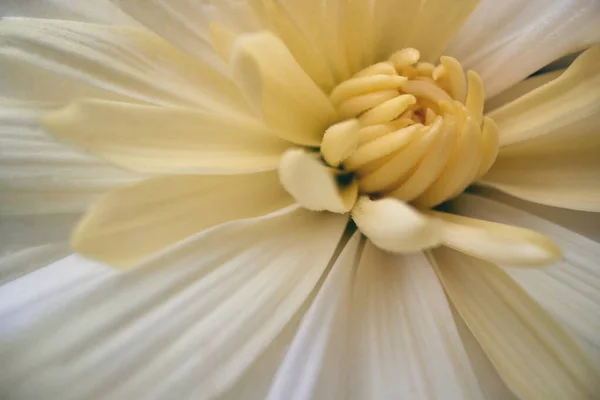 Vista Macro Una Hermosa Fragante Flor Amarilla Bajo Luz Natural —  Fotos de Stock