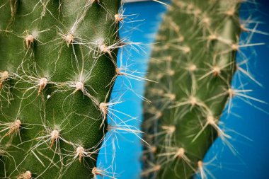 Mavi arka plandaki ışığın altında kaktüs dikenlerinin Macro manzarası. Doğal, kaktüs, ev bitkisi