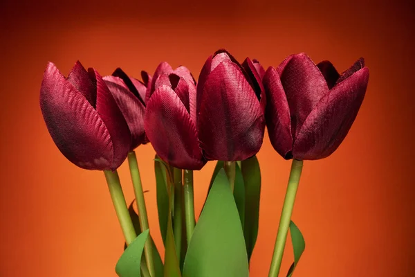 Primer Plano Ramo Tulipanes Hermoso Fondo Flores Primavera — Foto de Stock