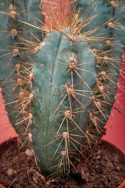 Vista Cerca Cactus Sus Púas Bajo Luz Delante Del Fondo — Foto de Stock