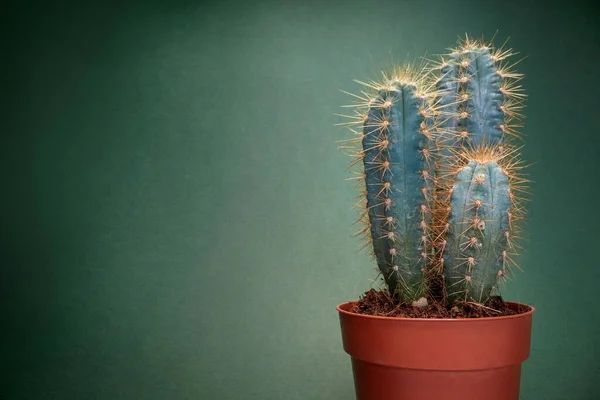 Vista Cerca Cactus Pote Bajo Luz Delante Del Fondo Verde — Foto de Stock