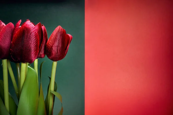 Close View Beautiful Red Tulips Light Front Red Black Background — Stock Photo, Image