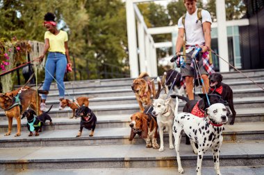 Genç köpek gezdiricileri güzel bir günde bir grup köpekle iş başında. Evcil hayvanlar, aylaklar, servis