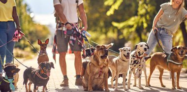 Dışarıda köpeklerle birlikte çalışan bir grup genç öğrenci.