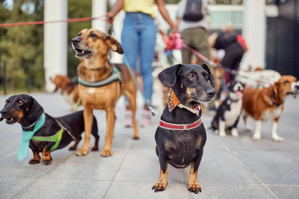 Κοντινό Πλάνο Μιας Ομάδας Σκύλων Στην Βόλτα Επικεφαλής Τον Περιπατητή — Φωτογραφία Αρχείου