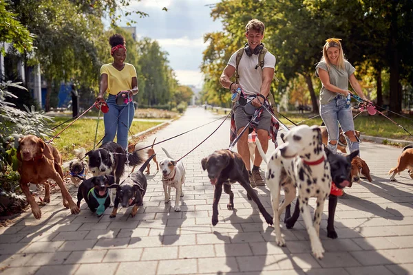 Smiling Professional Dog Walker Street Lots Dogs — Stock Photo, Image