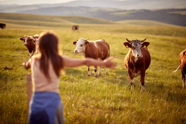Jeune Femme Accueillant Des Vaches Bras Ouverts Paysage Estival Agriculture — Photo