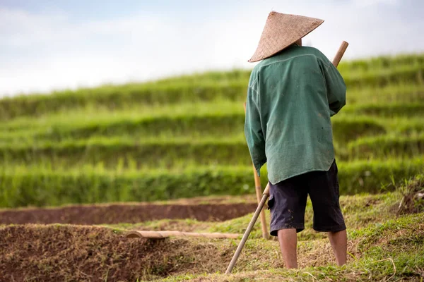 Farmer Rice Paddy Back View — Stock Photo, Image