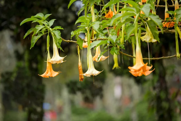Hangin Com Flores Prazer Natureza — Fotografia de Stock