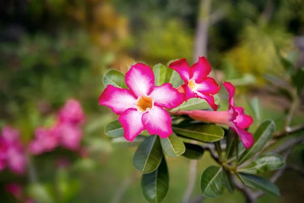 Virágzó Virágok Chilin Napon — Stock Fotó