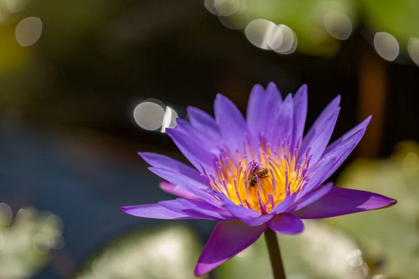Purple Waterlily Lotus Flower Bee — Stock Photo, Image