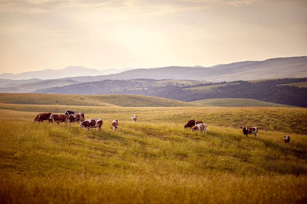 美丽的阳光下 奶牛在草地上吃草的美丽景色 — 图库照片