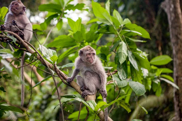 Casal Macaco Macaco Galho Árvore — Fotografia de Stock