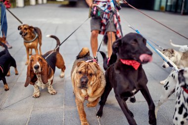 Bir grup mutlu köpek güzel bir günde yürürken tasma takıyor. Evcil hayvanlar, aylaklar, servis