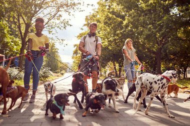 Parkta güzel bir günde bir grup genç köpek gezdiricisi işlerinin tadını çıkarıyorlar. Evcil hayvanlar, aylaklar, servis